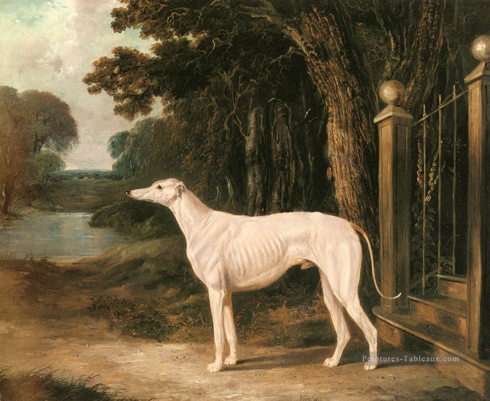 Vandeau Un Greyhound Blanc 2 Harengs Snr John Frederick Cheval Peintures à l'huile